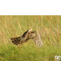 گونه قرقی Eurasian Sparrowhawk